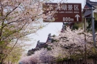 春天賞櫻花去玄武湖，買金相切割機來鏈能金相