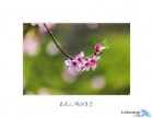 來(lái)了，來(lái)了，她帶著春日金相砂紙來(lái)了！